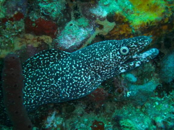 Uma moréia durante mergulho em Soufriere, sul de Santa Lúcia, no Caribe